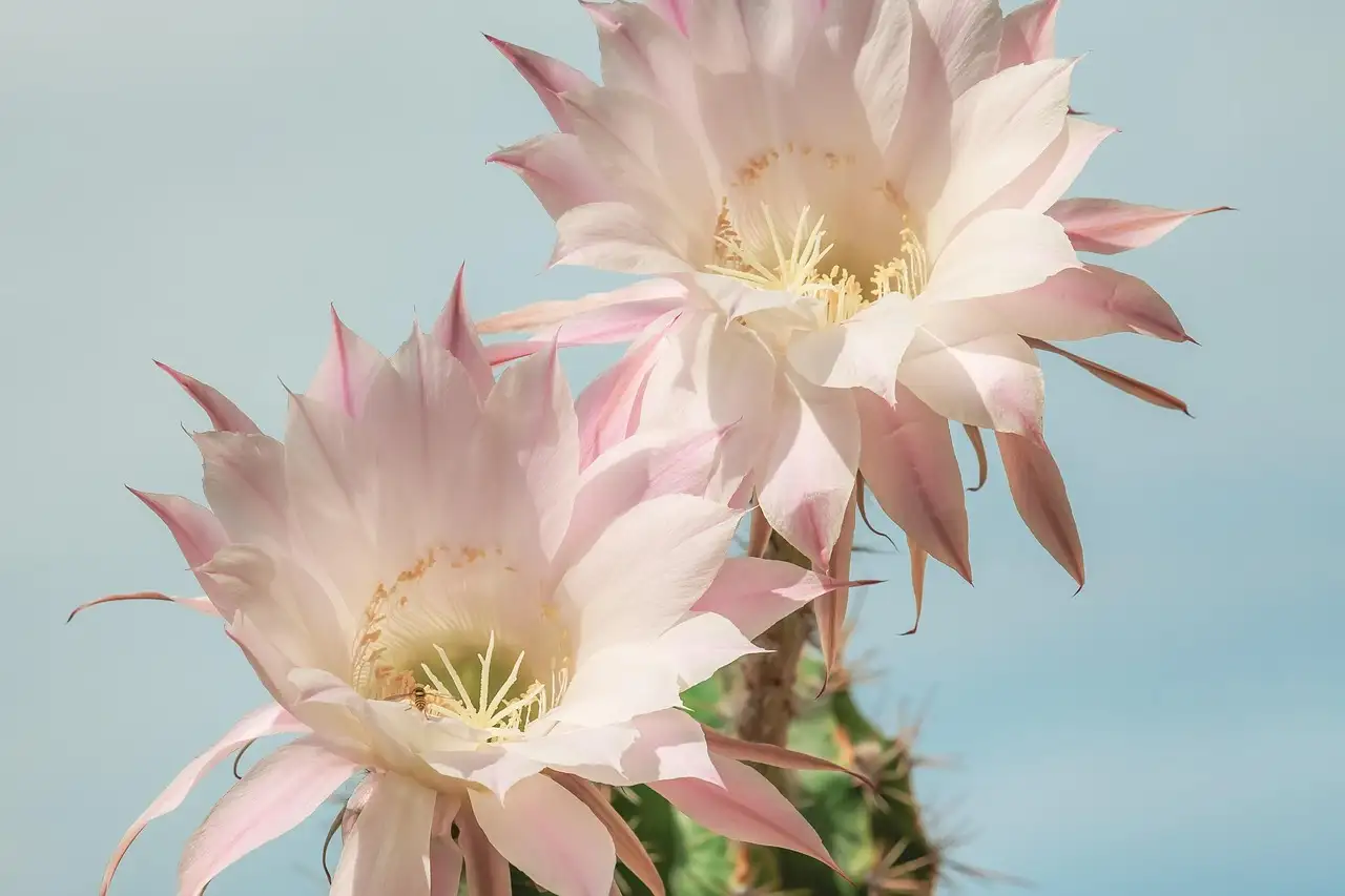 Kunst cactus